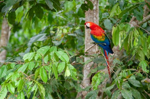 Picture: Scarlet Macaw (Ara macao) sitting on a tree in Tambopata National Reserve, Peru